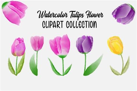 Watercolor Tulips Flower Clipart Graphic By Ml Design Creative Fabrica