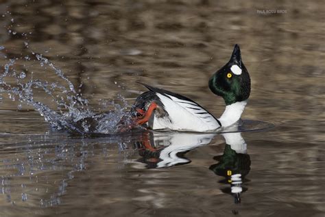 Male Goldeneye Kick Display For Wordpress Paulrossibirds