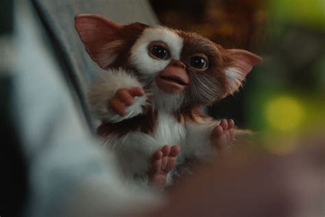 Gizmo