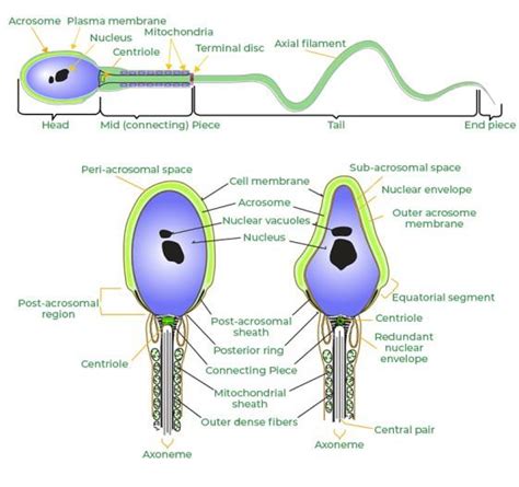 Describe the Process of Fertilization in Human Beings - GeeksforGeeks