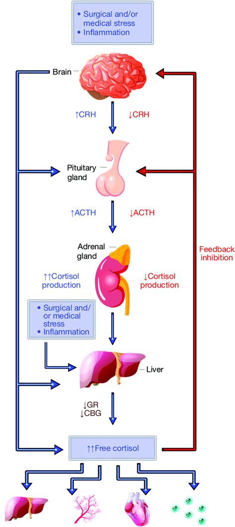 The Hypothalamic Pituitary Adrenal Axis During Acute Critical Illness