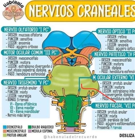 Nervios Craneales Basic Anatomy And Physiology Medical Knowledge