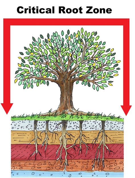 How To Measure A Trees Critical Root Zone Complete Tree Care