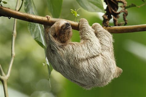 Funny Sloth Wallpaper - WallpaperSafari