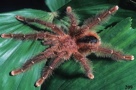 New bird-eating tarantulas found in South America