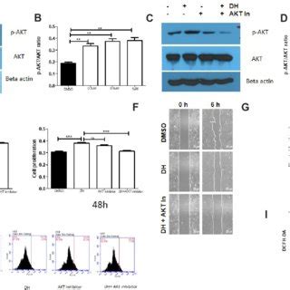 Dh Enhances Angiogenic Activity By Regulating Akt Signaling A