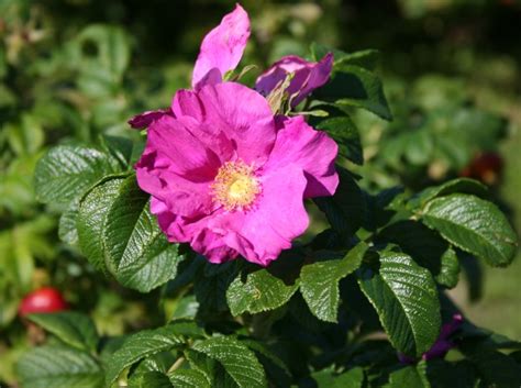 Rosa rugosa rubra – Dyrelund – Dyrelund.eu