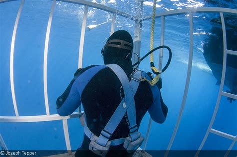 Shark Cage Diving Underwater Photography