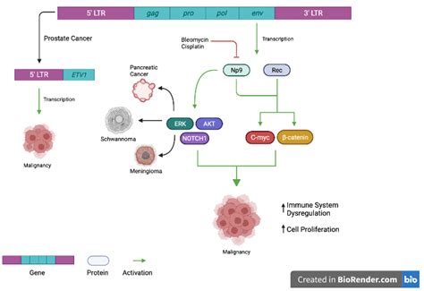 Viruses Free Full Text The Role Of Herv K In Cancer Stemness