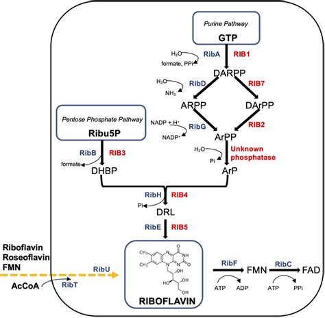 Schematic Diagram Of The Riboflavin Pathways In Ashbya Gossypii And