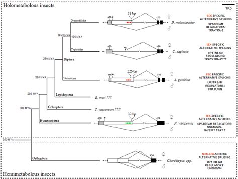 Gene Structure Alignment Of The P1 Sex Specific Homologous Region Of Download Scientific