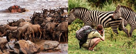 7 Tage Tansania Beste Migration Safari GetYourGuide