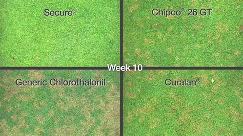 Secure Fungicide Time Lapse Dollar Spot Control Youtube