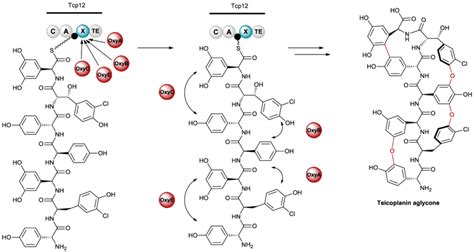 Recruitment Of Cytochrome P450 Monooxygenases By The X Domain In The