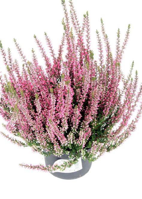 Calluna Vulgaris Aphrodite S Besenheide Sommerheide H U Ermann