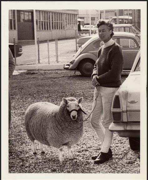 Photograph Sheep Showing C1966 4