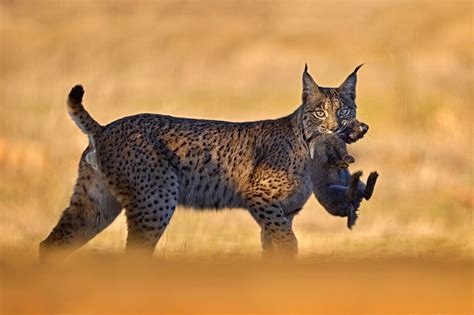 10 curiosidades sobre o lince ibérico o segundo mamífero mais ameaçado