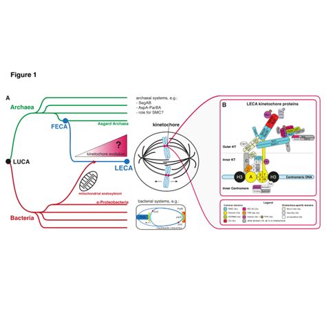 Highly Controlled Mnase Seq Reveals Variable Size Distribution Of