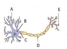 BIOL 1309 305 Lecture 4 Exam Questions Answers Flashcards Quizlet