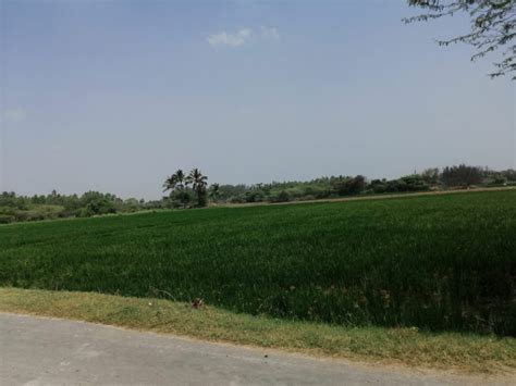 Agricultural Land Cent For Sale In Kanchipuram Rei