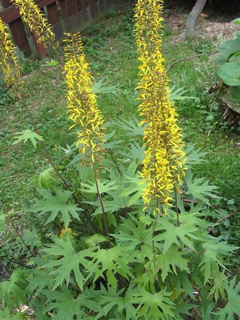 Бузульник Пржевальского (Ligularia Przewalskii)
