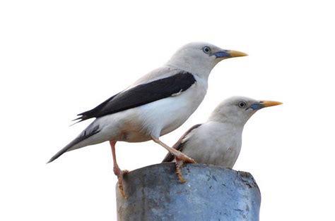 White Headed Starling Prophecy And Symbolism — Saqred Spirit Shaman™