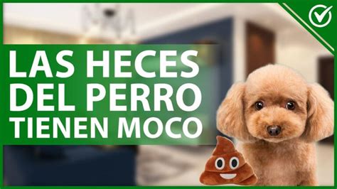 Elimina El Moco En Las Heces De Tu Perro Con Este Tratamiento Eficaz