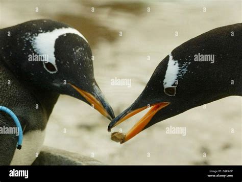 Penguins in Edinburgh Zoo Stock Photo - Alamy