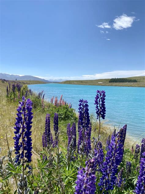 Where To See Lupins On New Zealand S South Island Niki In NZ