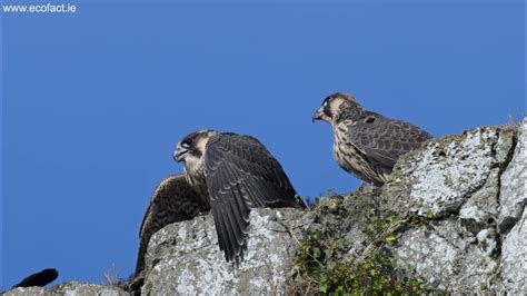 Juvenile Peregrine Siblings Having Breakfast 4k Youtube