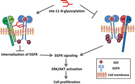 The Proposed Mechanism For The Regulation Of Egfr Signaling And Cell