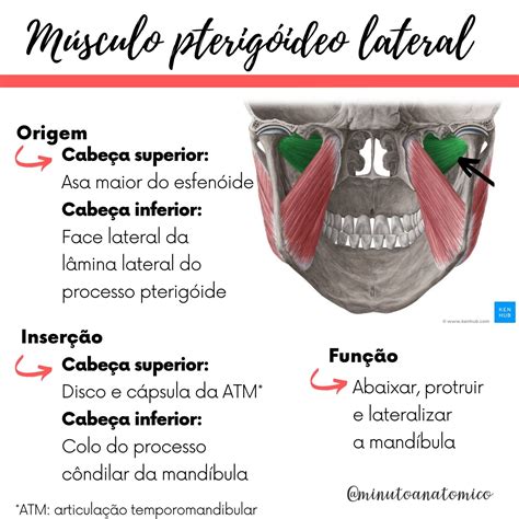 Minuto Anatômico 10 Músculos da mastigação Anatomia Fisioterapia