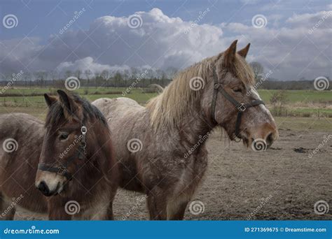 Portrait of Ardennes Horses, Close Up Animals Stock Image - Image of color, field: 271369675