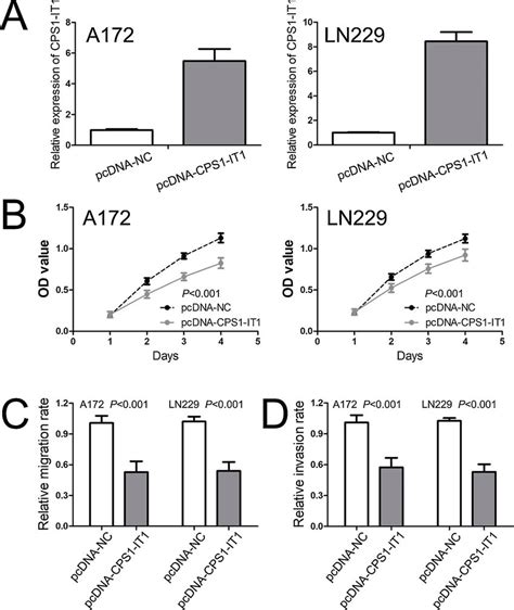 Cps1 It1 Inhibits Glioma Cell Proliferation Migration And Invasion