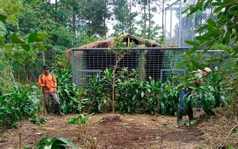 Pelepasliaran Macan Tutul Di Gunung Ciremai Ini Kandang Yang Akan