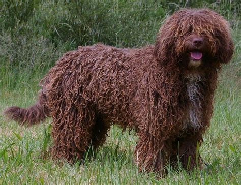 El curioso PERRO DE AGUA todo sobre él y mucho más