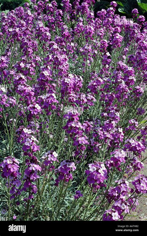 Erysimum Bowles Mauve Perennial Wallflower Stock Photo Alamy