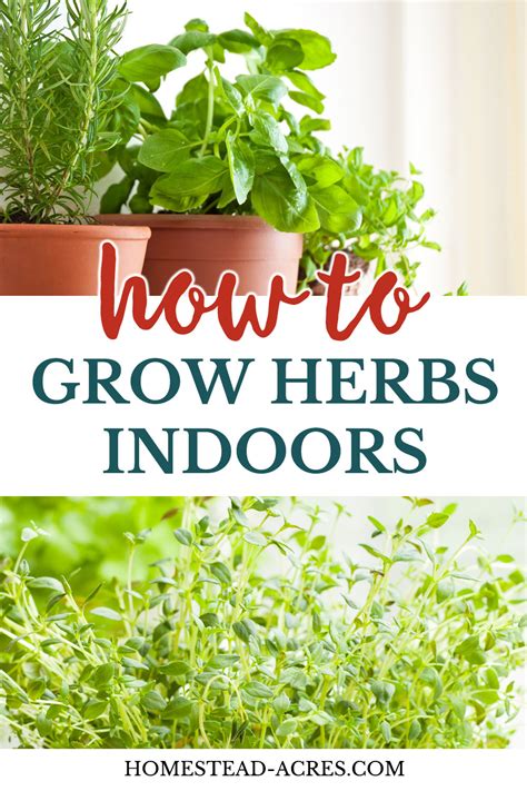 How To Start An Indoor Herb Garden Even With Low Light Homestead Acres