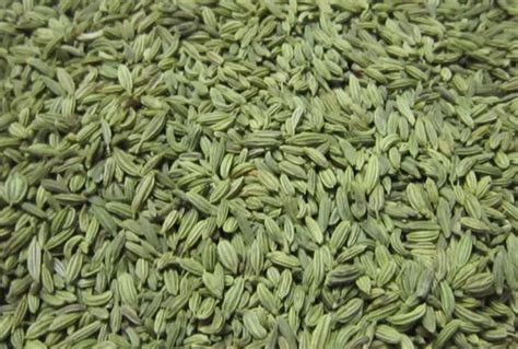 Green Fennel Seed At Rs Kg Saunf Beej In Kanpur Id