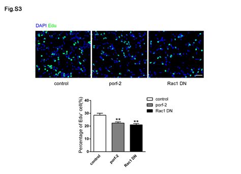 Porf 2 Inhibits Neural Stem Cell Proliferation Through Wnt β Catenin