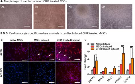 Glycogen Synthase Kinase Inhibitor Chir Augments The