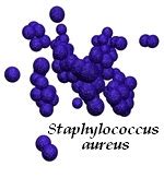 Merlins Micro World Staphylococcus Aureus Morphology Cultural