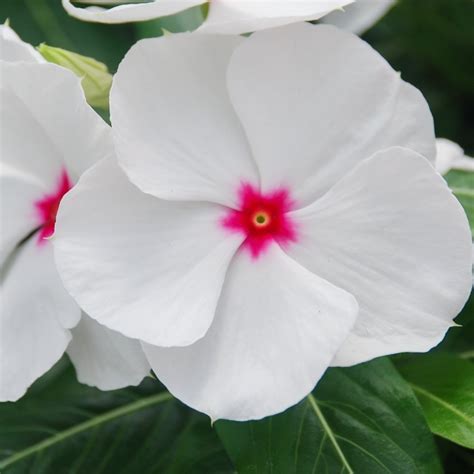 Vinca Victory Bright Eye 20 Seeds Urban Gardens