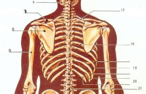 Thorax Post Rieur Lignes Diagram Quizlet