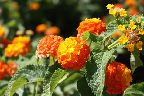 Lantana orange Free Photo Download | FreeImages