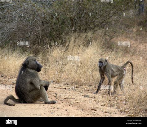 Baboon mating hi-res stock photography and images - Alamy