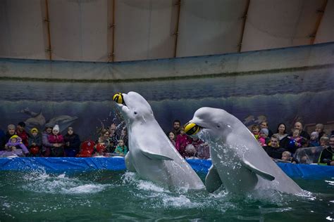 Release of whales from notorious Russia ‘whale jail’ complete