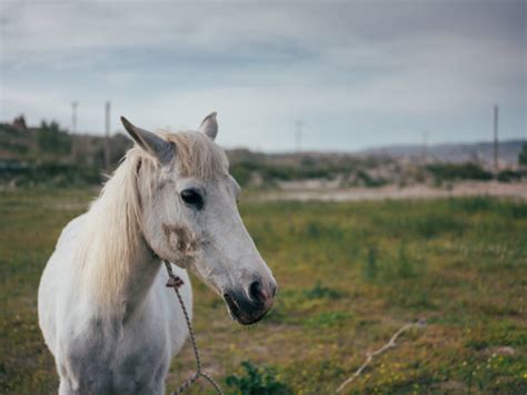 60+ Arabian Horse Head Shot Stock Photos, Pictures & Royalty-Free Images - iStock