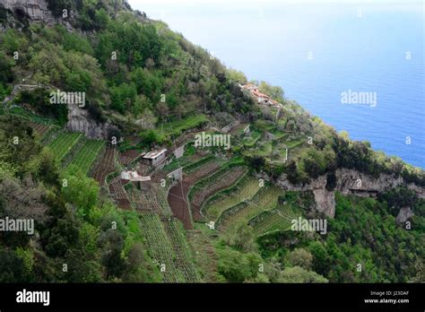 Wine Vineyard Terrace Terraces On Limestone Cliffs Amalfi Coast