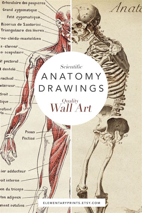 Vintage Human Anatomy 1950s Bookplate Print Medical Diagram Etsy